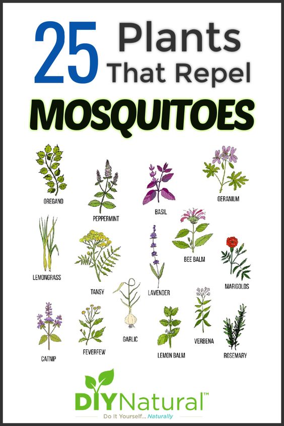 25 Plants That Repel MOSQUITOES Post &hellip;