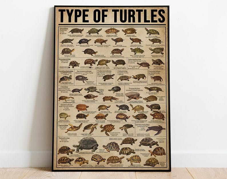 Types Of Turtle Knowledge Poster  Canvas