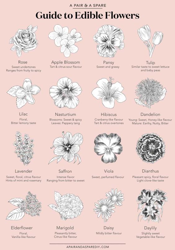 Guide To Edible Flowers Poster