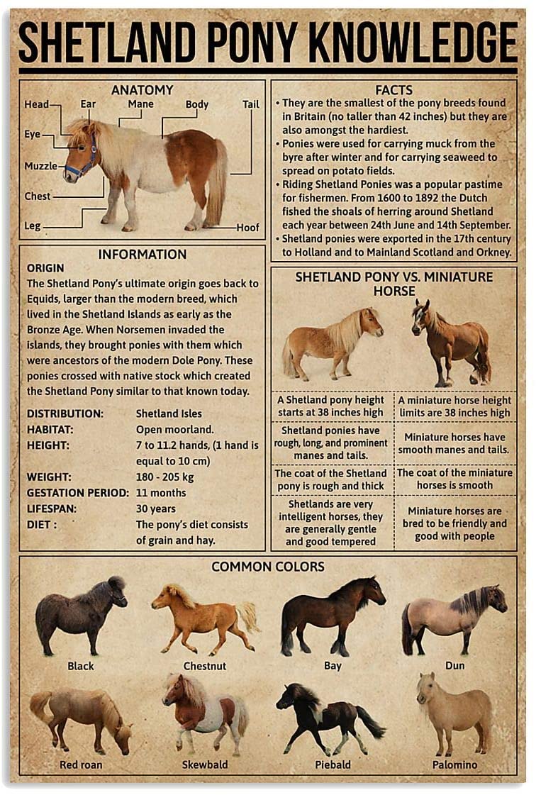 Shetland Pony Knowledge Poster Gift For Men Women  On Birthday Xmas  Art Print