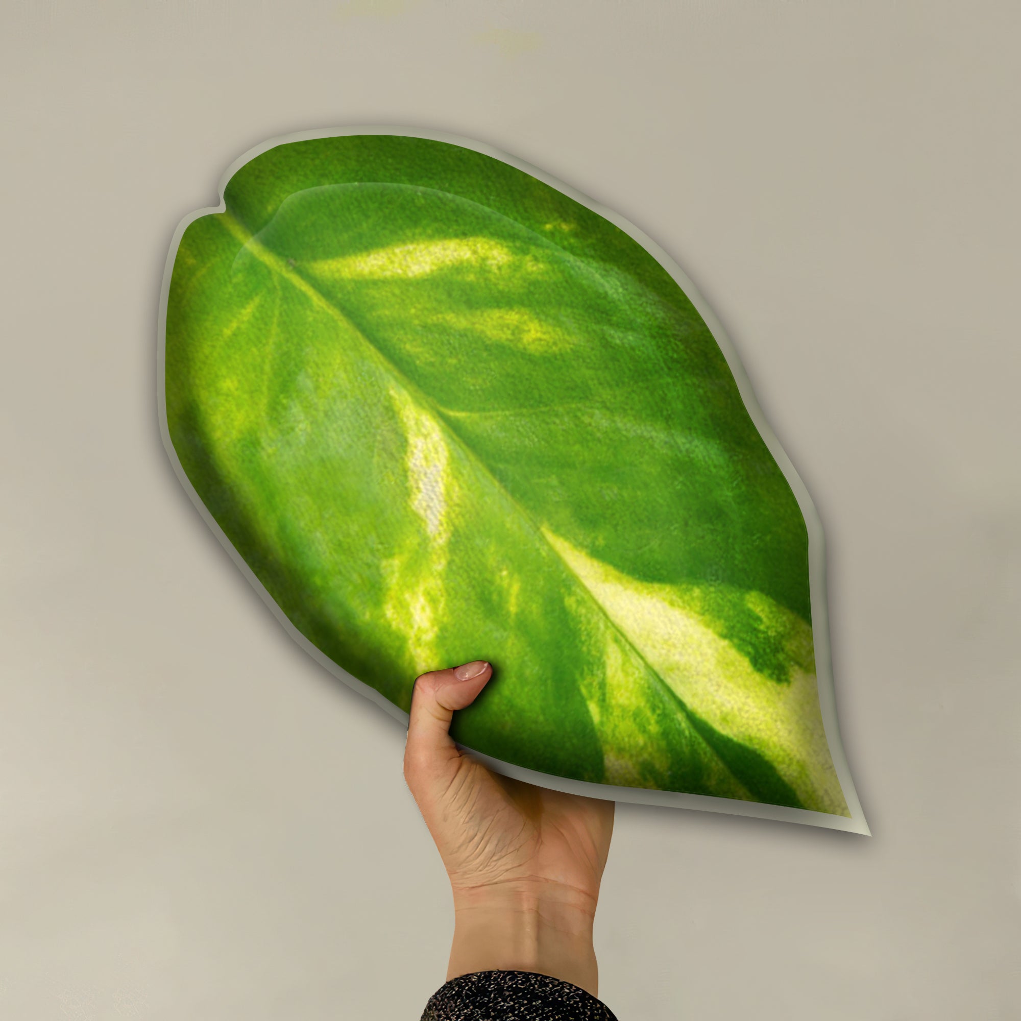 Pothos Leaves 1 Leaf Pillow Best Gif &hellip;