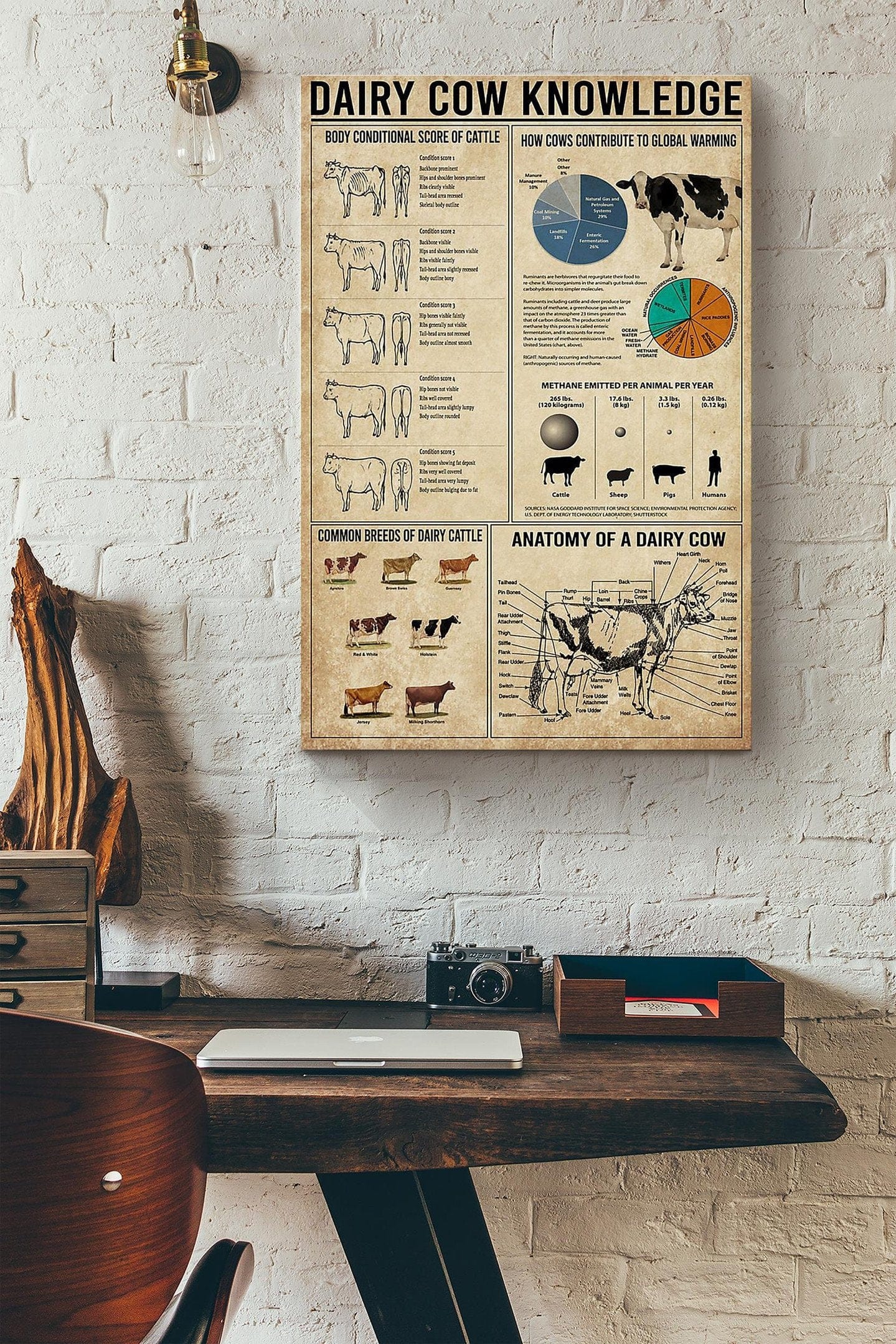 Dairy Cow Knowledge Poster  Canvas