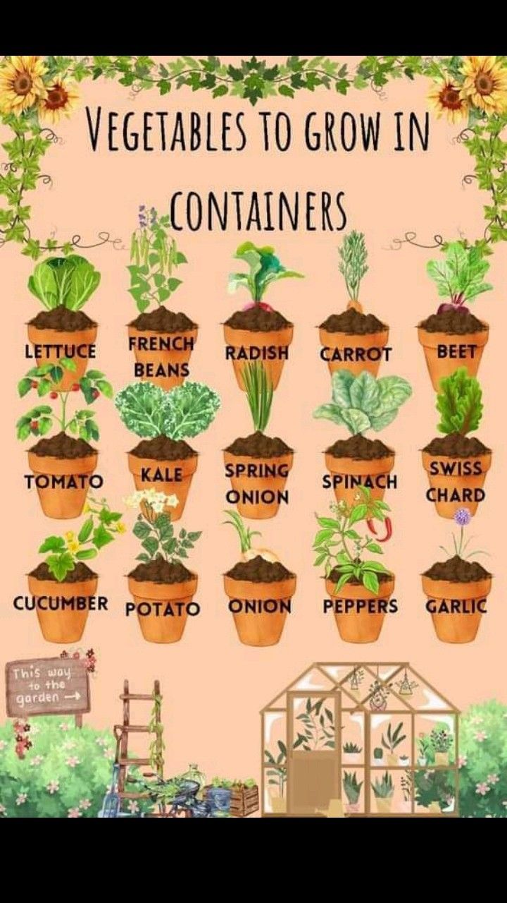 Vegetable to Grow in Containers Post &hellip;
