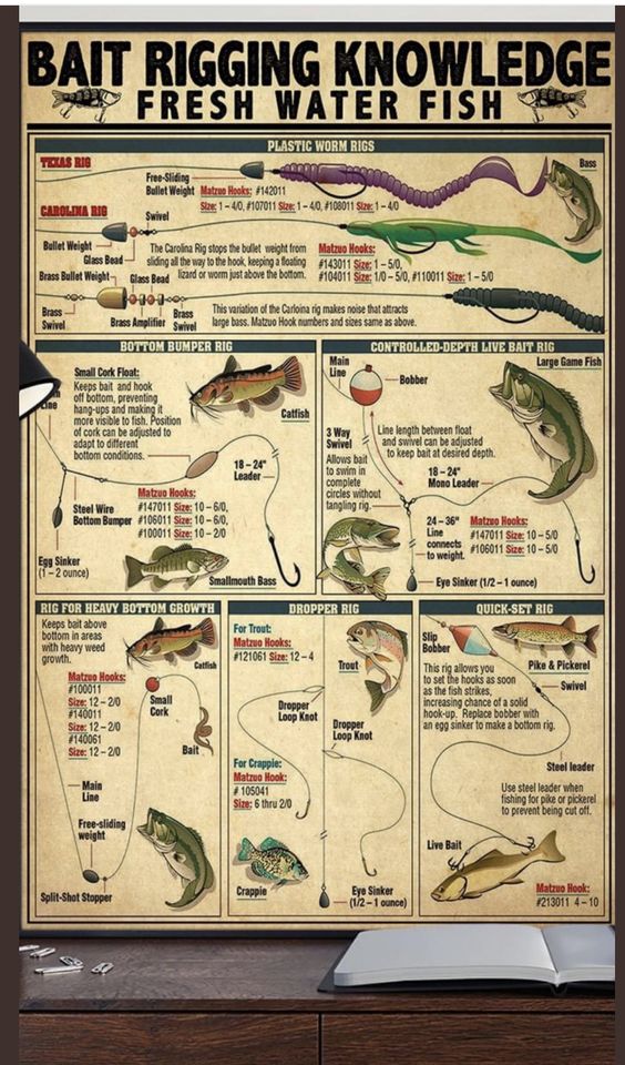 Bait Rigging Knowledge Fresh Water F …