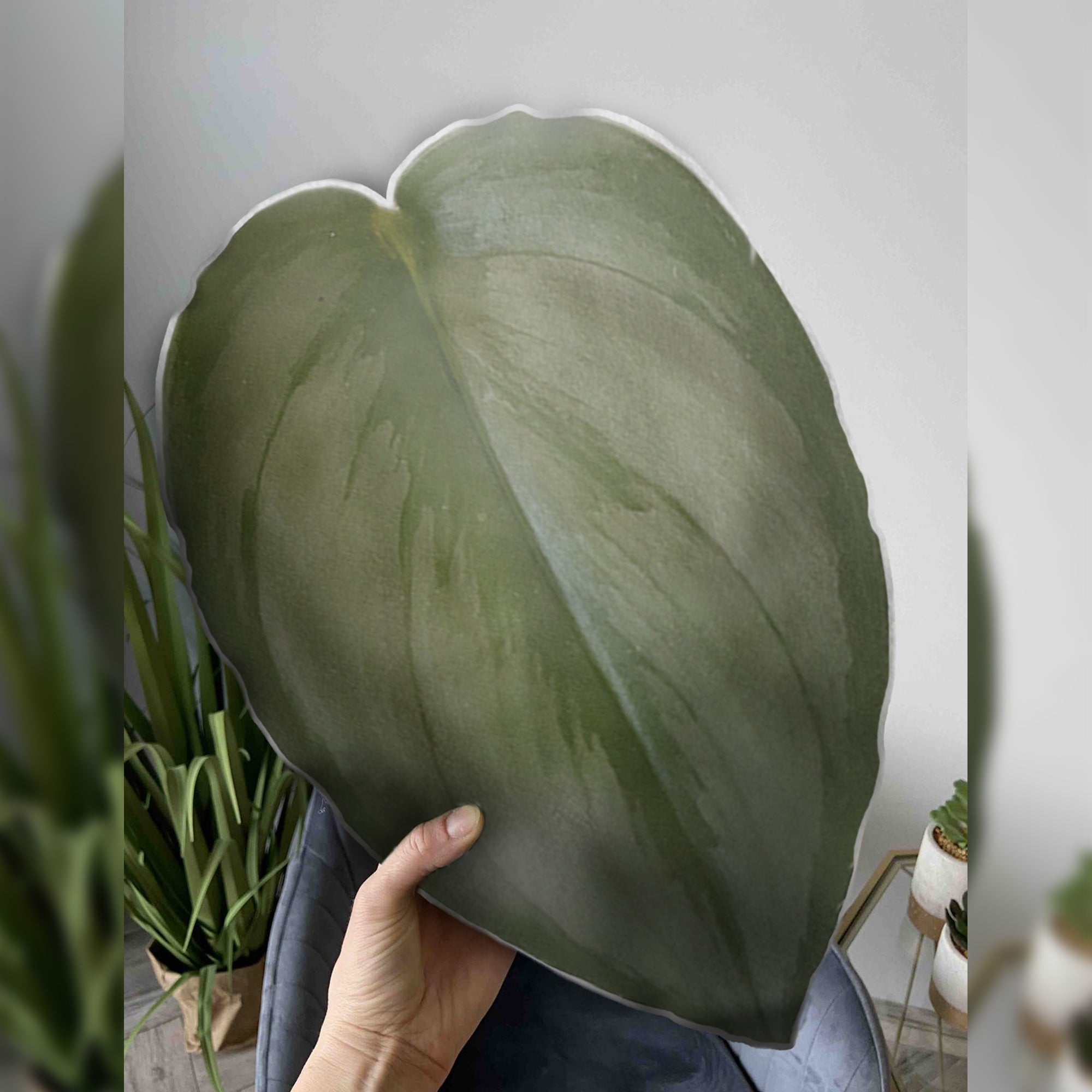 Scindapsus Treubii Moonlight Leaf Pi &hellip;