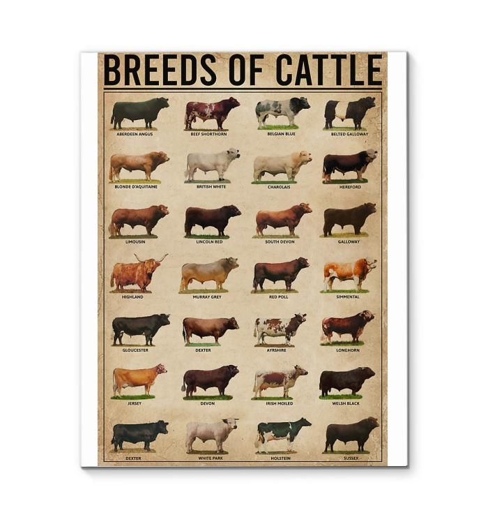 Breeds Of Cattle Knowledge Poster Canvas