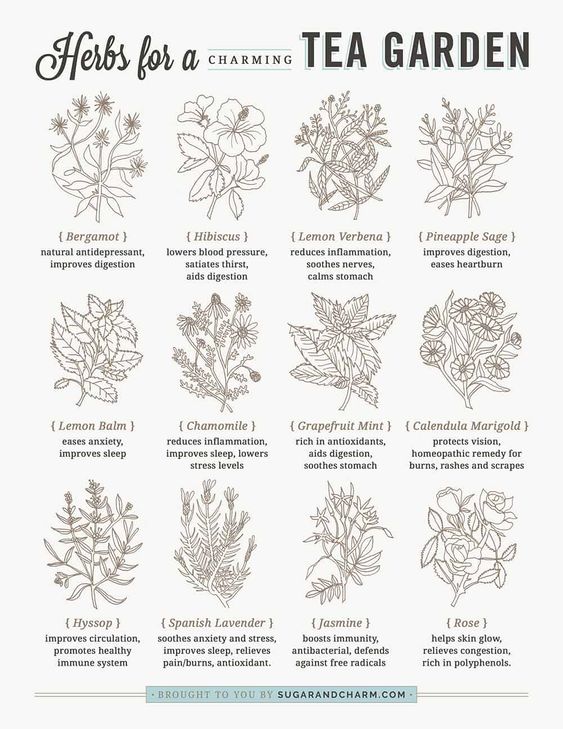 Herbs for a Charming Tea Garden Post &hellip;