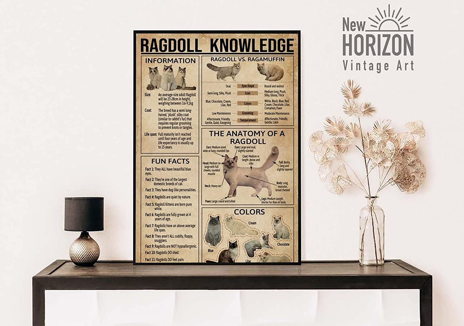 Ragdoll Knowledge Poster Anatomy Of Ragdoll Cat Wall Art Ragdoll Cat Lover Poster Vintage Ragdoll Cat Art Ragdoll Cat