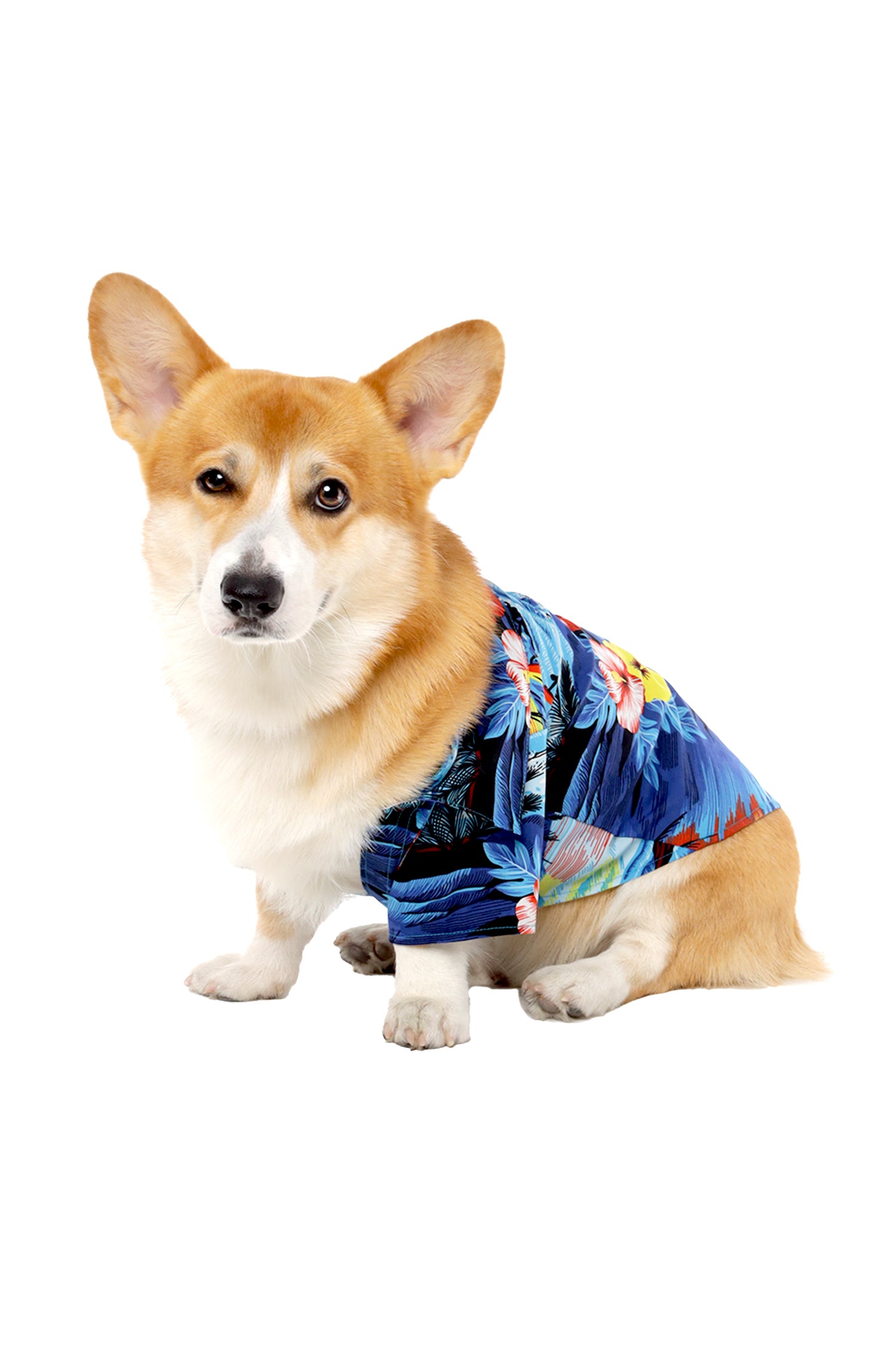 Dog Aloha Shirt In Dolphin Sunset Blue