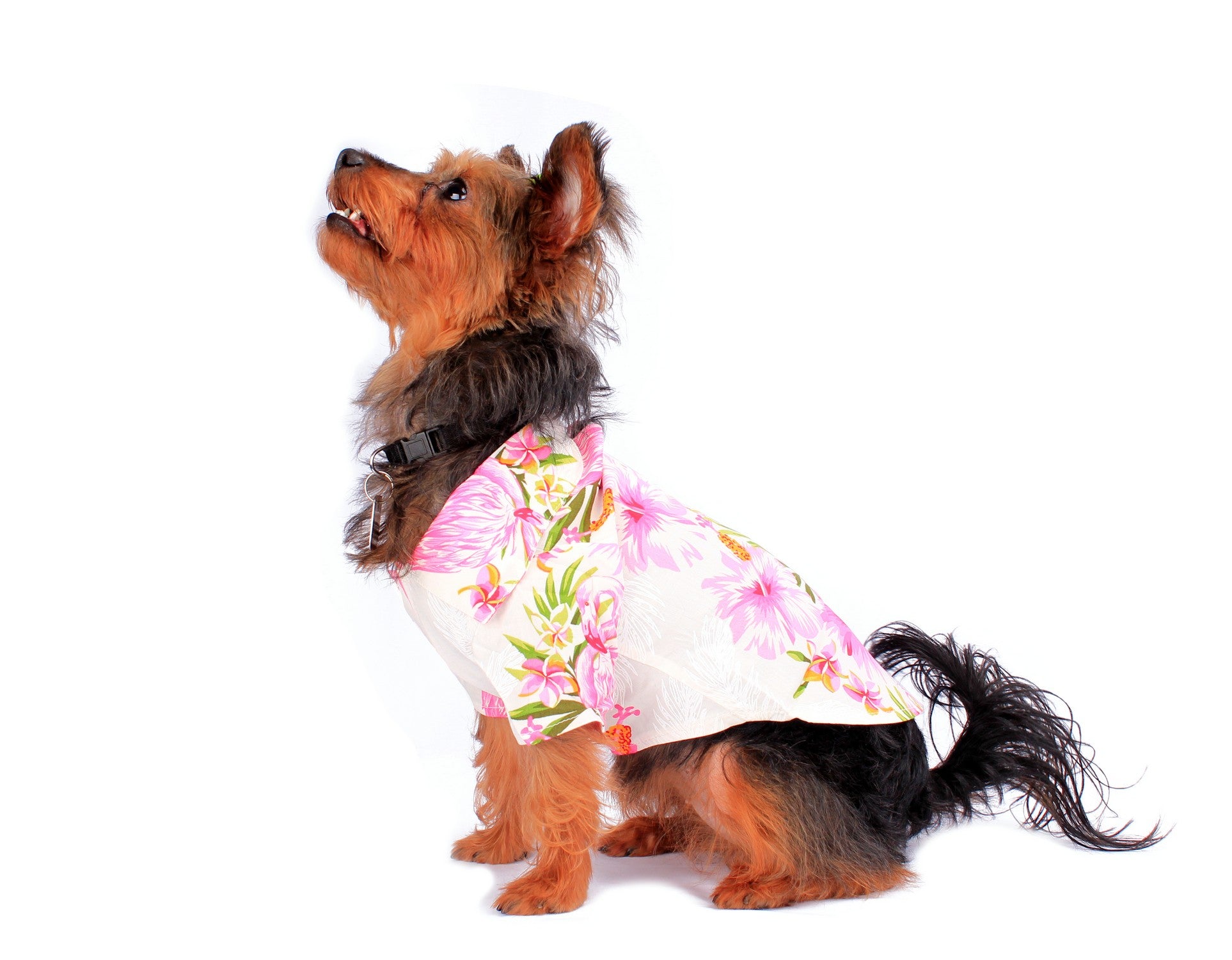 Dog Aloha Shirt in Pink Hibiscus Vine in White