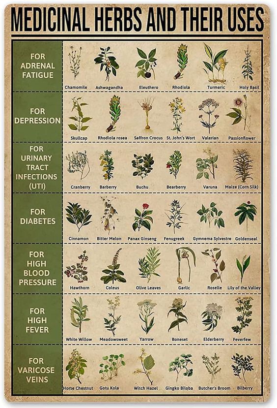 Medicinal Herbs And Their Uses Poste &hellip;