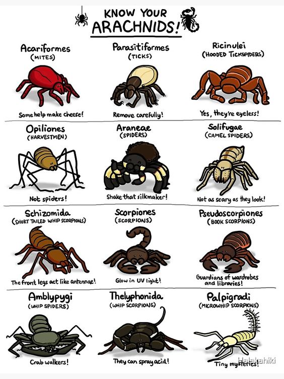 Know Your Arachnids Poster