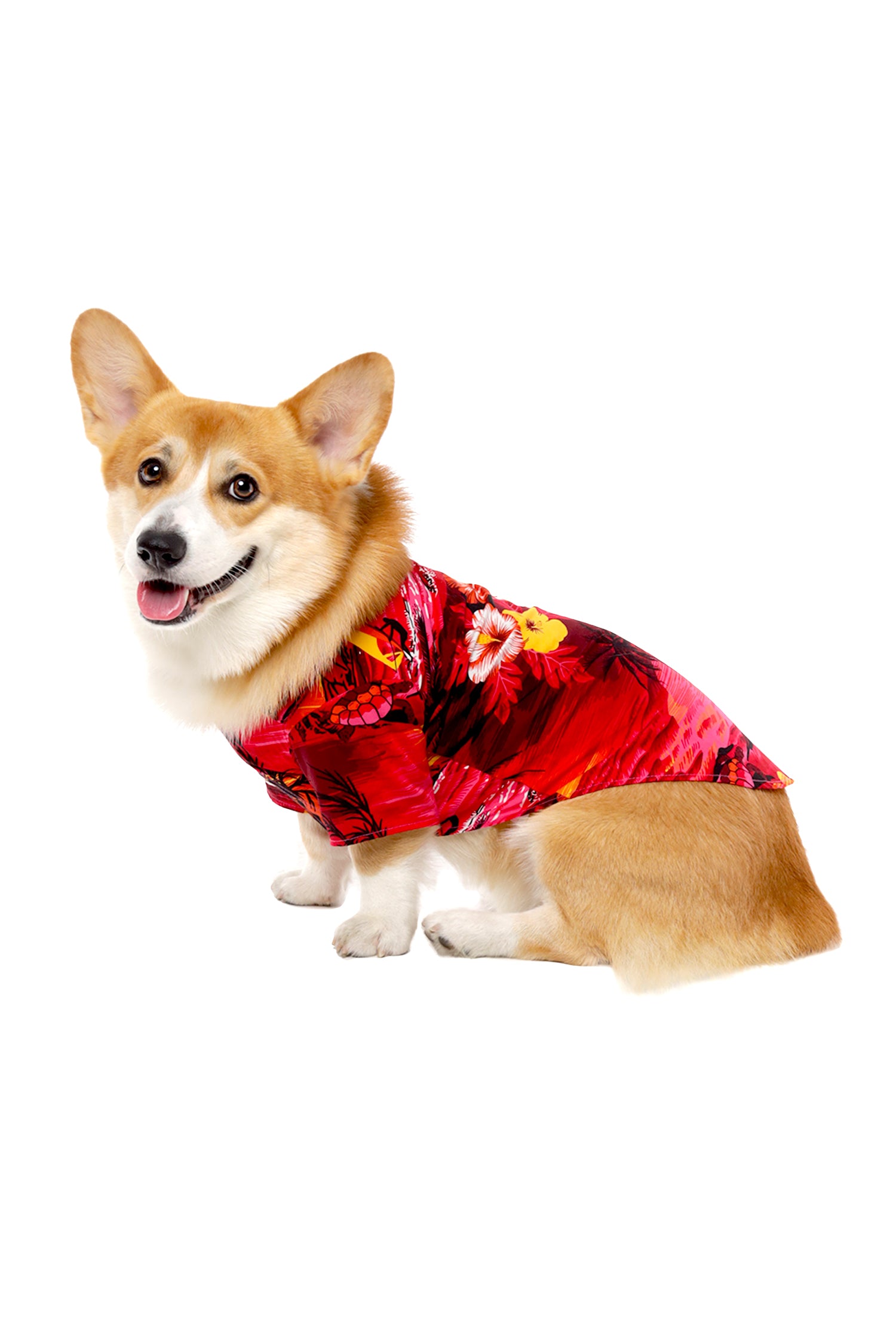 Dog Aloha Shirt In Dolphin Sunset Red