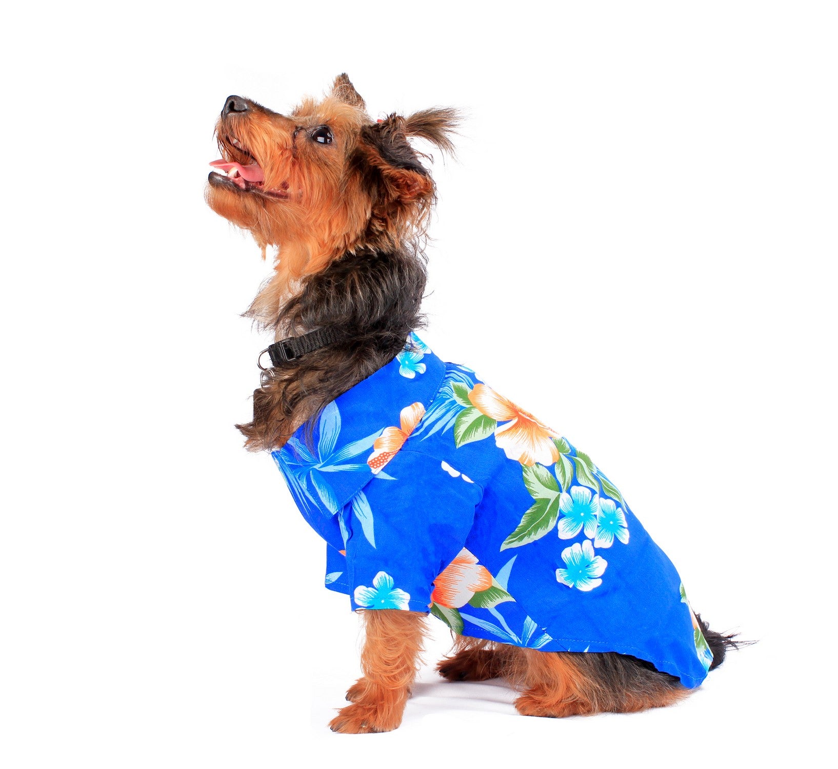 Dog Aloha Shirt in Hibiscus Blue