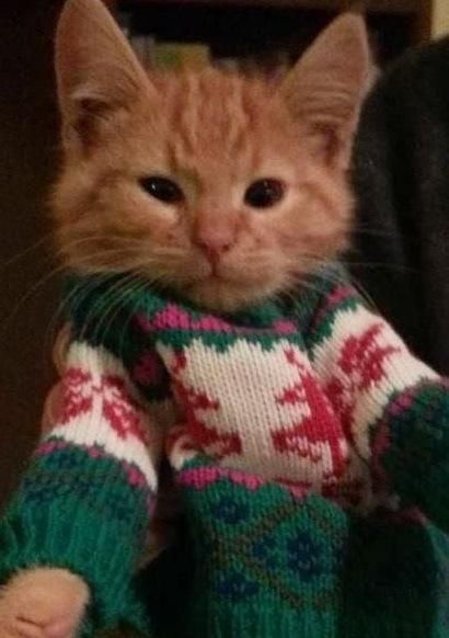 Top 10 Cats Wearing Christmas Jumper &hellip;