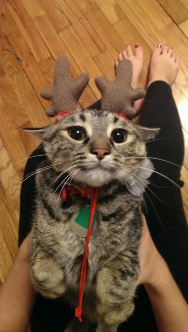 Cat Safe Christmas Tree, Christmas C …