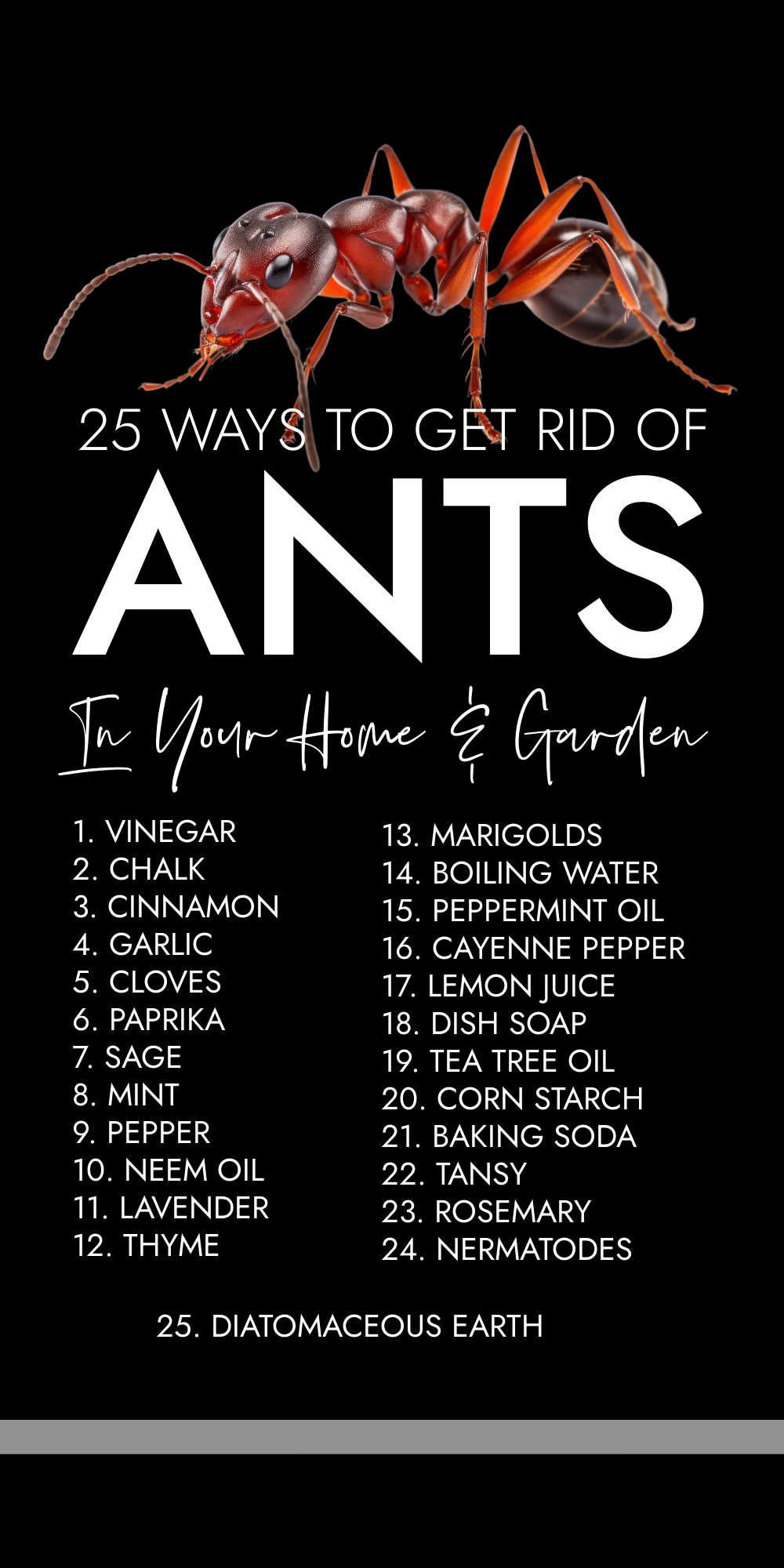 Get Rid Of Ants Naturally fashionstation 0608 2419