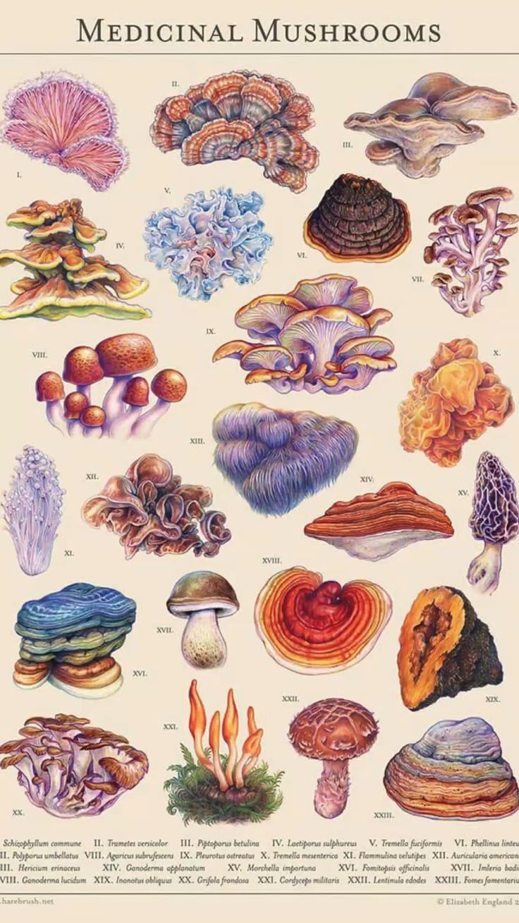 Medicinal Mushrooms Poster