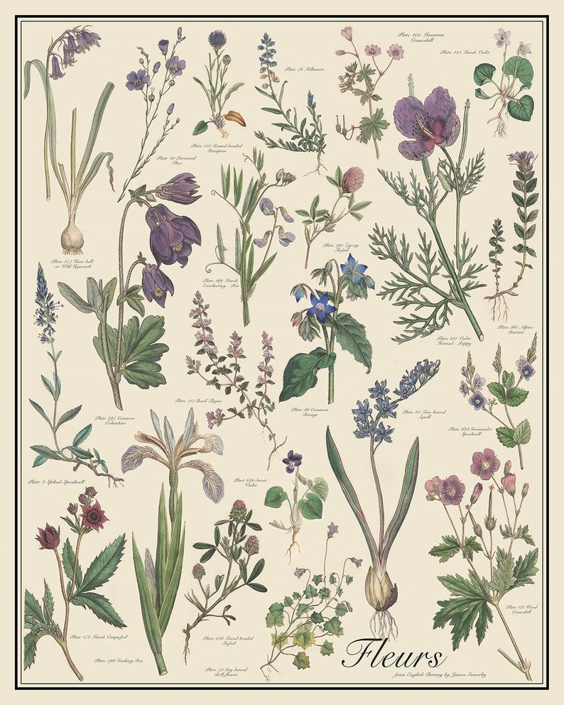 Fleur Antique-style Botanical Chart Poster, Blue and Violet Flowers by Sowerby, Unframed 16″x20″ Printtaxonomy Science Art – Etsy fashionstation 0608 599